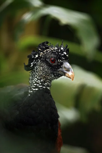 Portrait of Great Curassow — Stock Photo, Image