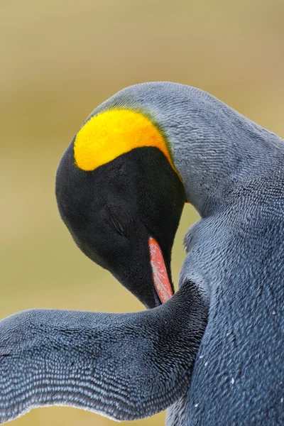 Király arcképe pingvin — Stock Fotó