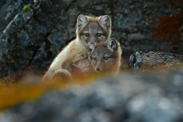 Deux jeunes renards arctiques — Photo