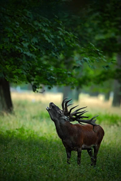 Potente cervo adulto rosso — Foto Stock