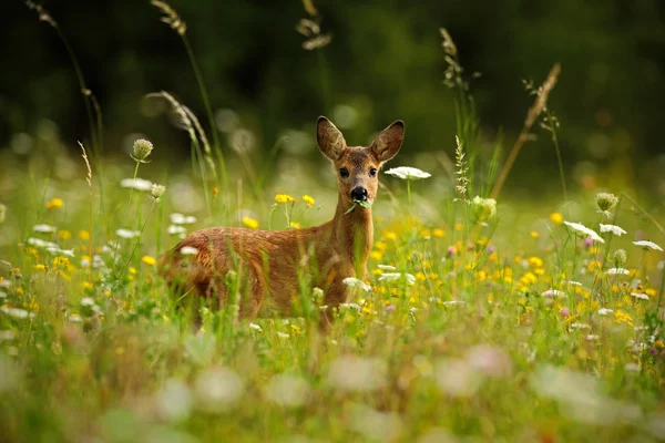 Reeën kauwen groene bladeren — Stockfoto