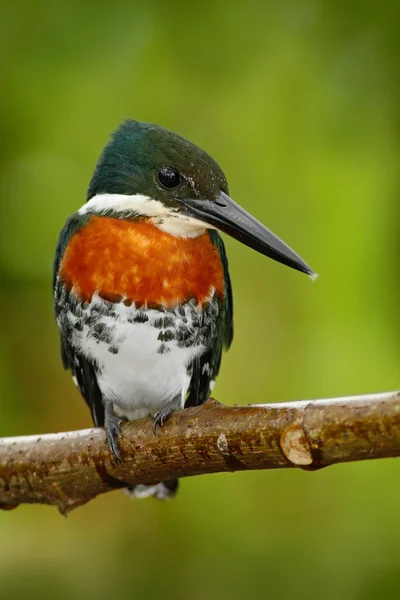 Amazon Kingfisher from Cano Negro — Stock Photo, Image