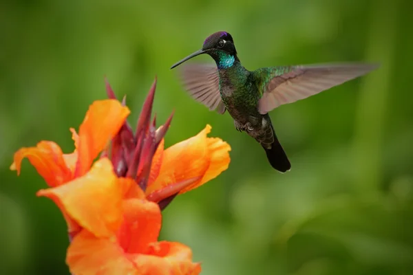 Beija-flor bonito Eugenes fulgens — Fotografia de Stock