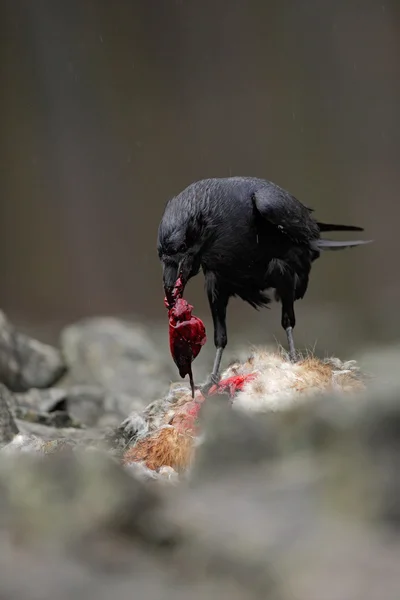 Corvo-pássaro preto — Fotografia de Stock