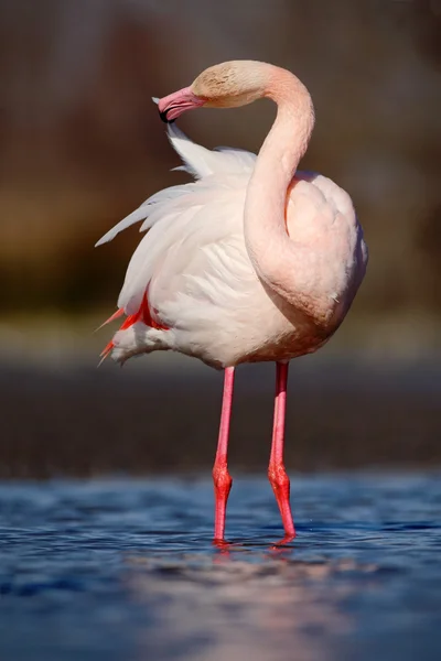 Mooi roze grote Greater Flamingo — Stockfoto