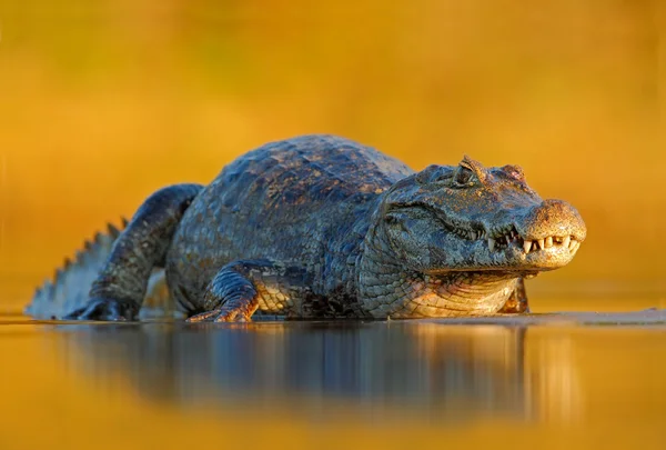 Krokodil in der Flussoberfläche — Stockfoto