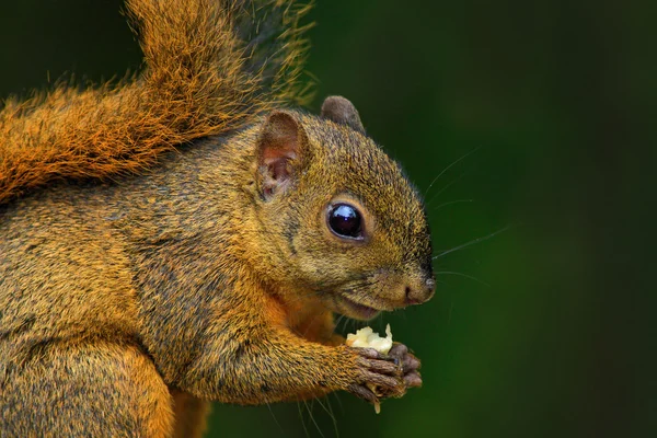 Διαφοροποιημένα σκίουρο με τρόφιμα — Φωτογραφία Αρχείου