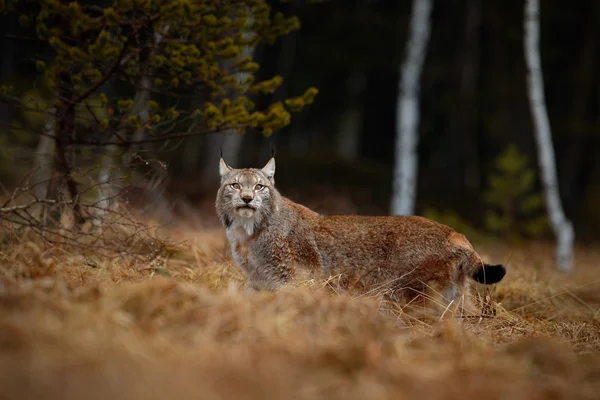 ヨーロッパオオヤマネコの生息地で — ストック写真