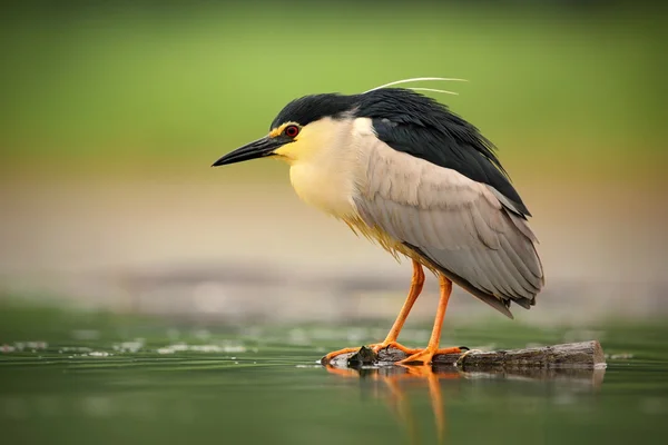 Garza nocturna sentada en el agua — Foto de Stock