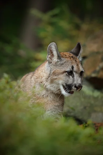 Portrét Puma — Stock fotografie