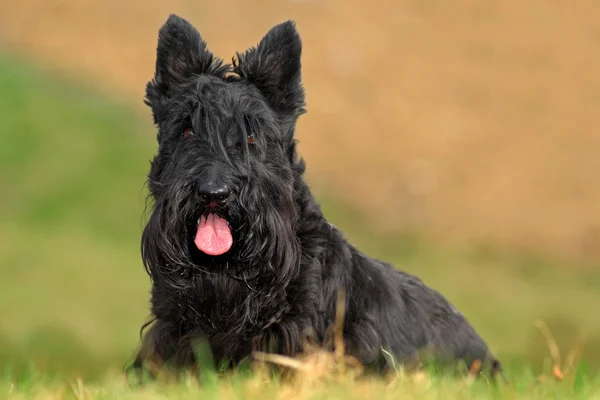 Söta porträtt av svart skotsk Terrier — Stockfoto