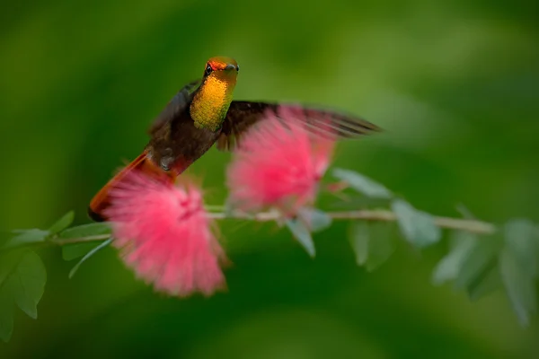 Colorido colibrí rubí-topacio —  Fotos de Stock