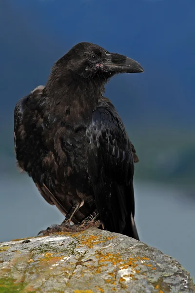 Black bird raven — Stock Photo, Image