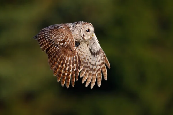 Voler Eurasien Tawny Owl — Photo