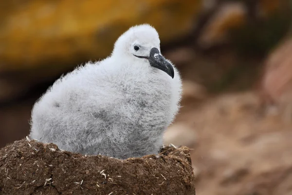 Aranyos baba a Dolmányos albatrosz — Stock Fotó
