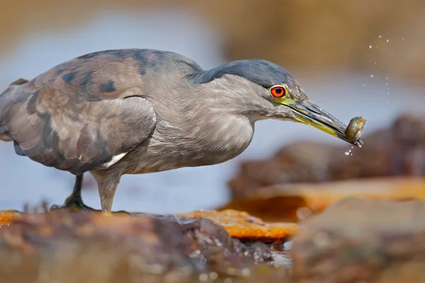 Szürke víz madár — Stock Fotó
