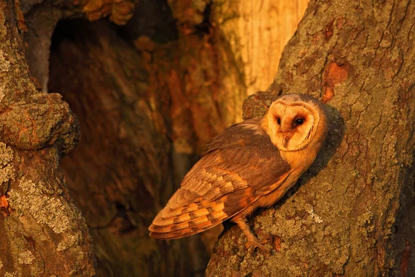 Hibou des clochers assis sur le tronc d'arbre — Photo