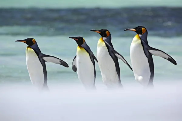 Groep van vier pinguïns, koning — Stockfoto
