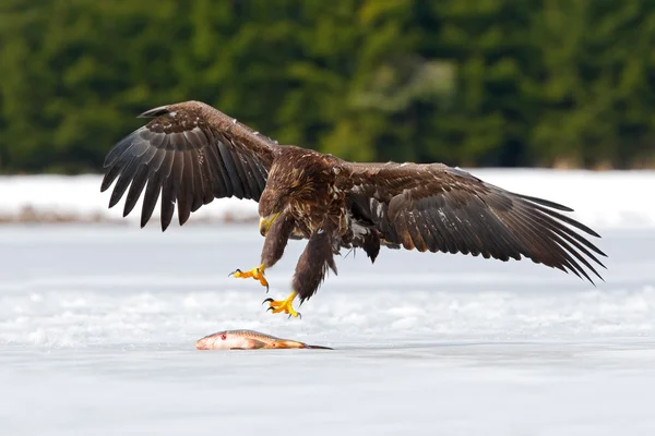 Steenarend met vangst vis — Stockfoto