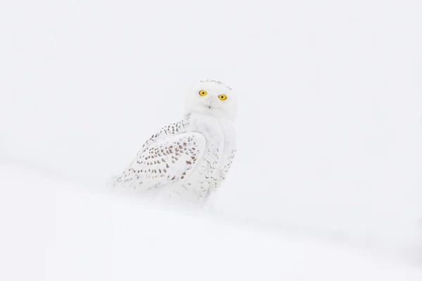 Kar baykuşu kar üzerinde oturan — Stok fotoğraf