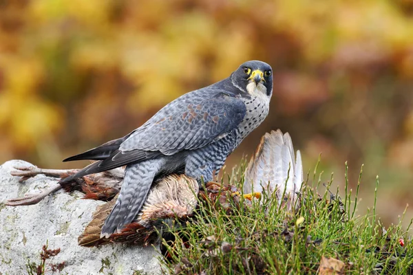 Pássaro de rapina Peregrine Falcon — Fotografia de Stock