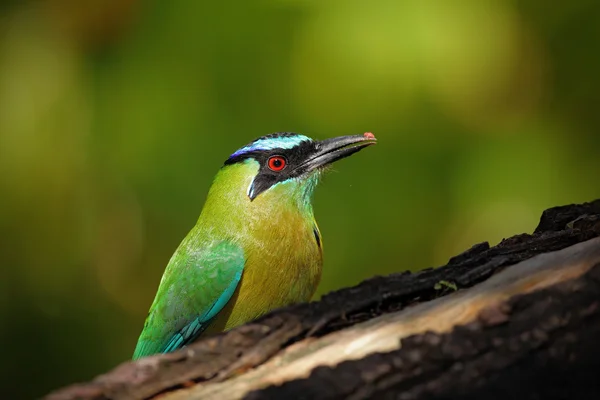 Portret van Blue-gekroond motmots — Stockfoto