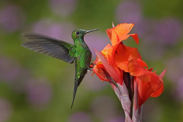 Mooie kolibrie Green-Gekroonde Brilliant — Stockfoto