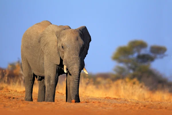 Grande elefante africano — Fotografia de Stock