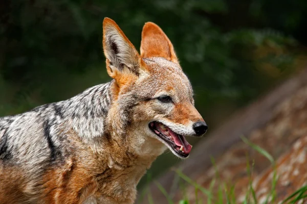 Black-Backed Jackal portrait — Stock Photo, Image