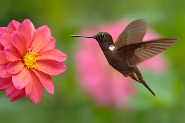 Colibrí marrón inca — Foto de Stock