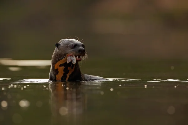 Reuzenotter in de rivier — Stockfoto