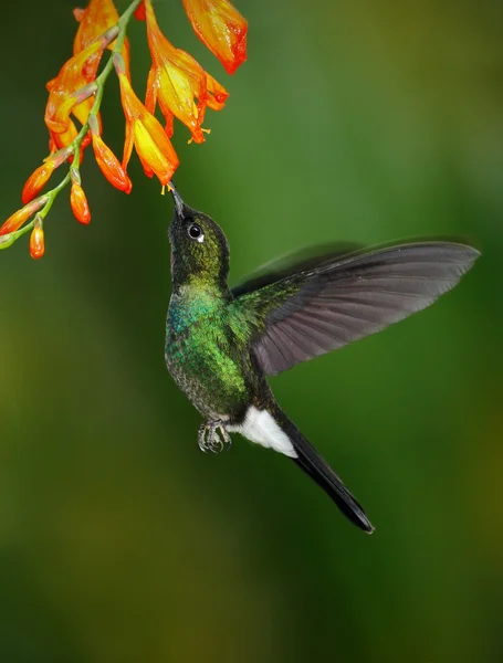 Kolibri Tourmaline Sunangel – stockfoto