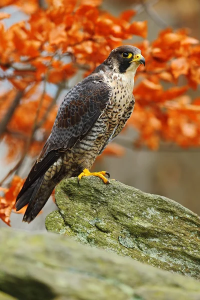 Bird of prey Peregrine Falcon — Stock Photo, Image