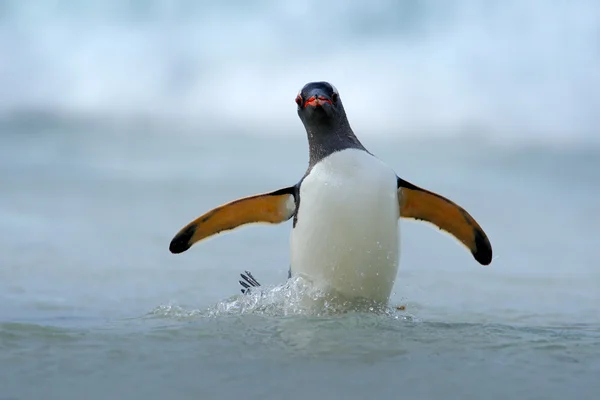 Пингвин Gentoo выпрыгивает из воды — стоковое фото