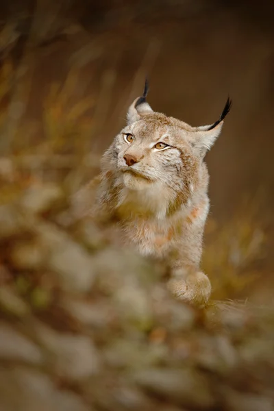 Retrato de lince eurasiano — Fotografia de Stock