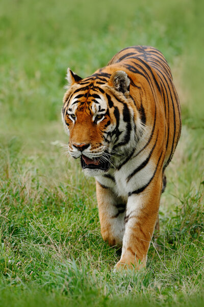 Amur or Siberian Tiger