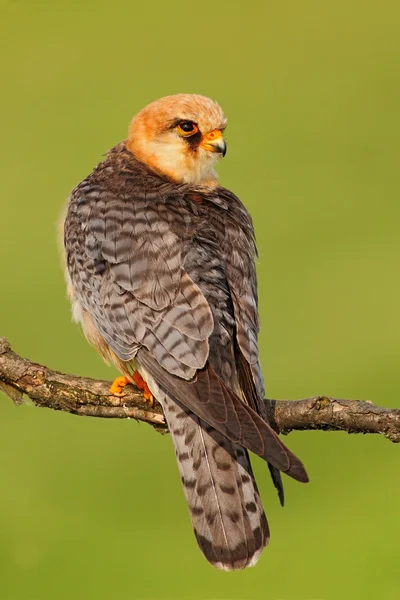 Rotfüßiger Falco sitzt auf Ast — Stockfoto