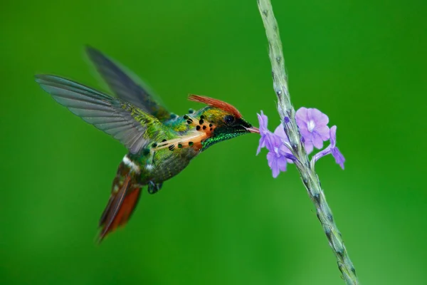 Getufte Coquette, actie scène — Stockfoto