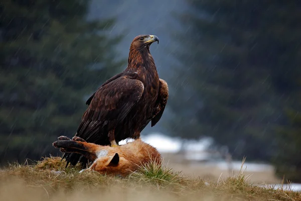 Golden Eagle feeding — Stock Photo, Image