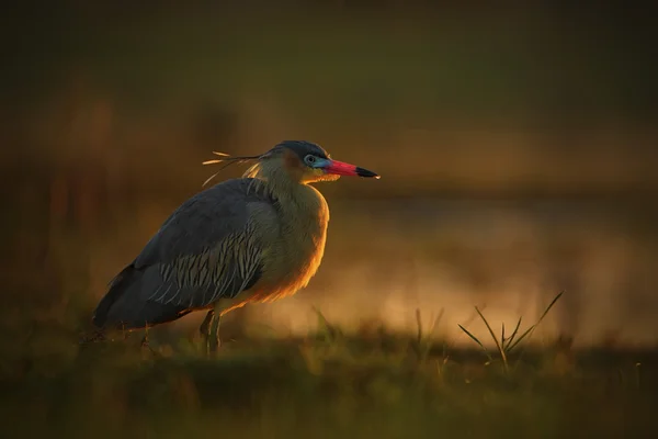 Fluiten van Heron vogel met avondzon — Stockfoto