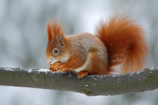Niedliches orange rotes Eichhörnchen — Stockfoto