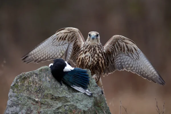 Bird of Prey Goshawk — Stock Photo, Image