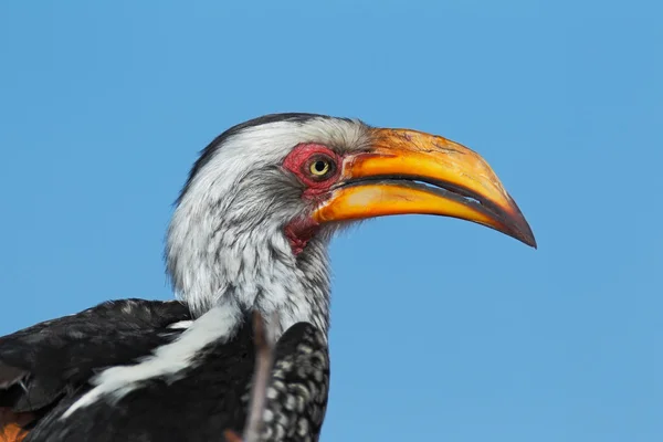 Hornbill amarelo-faturado do sul — Fotografia de Stock