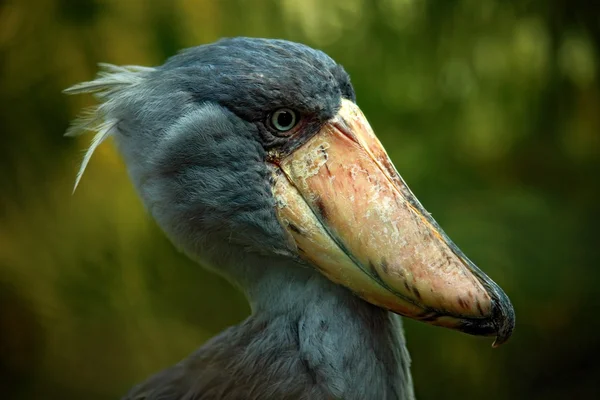 Portret wielki dziób ptaka Shoebill — Zdjęcie stockowe