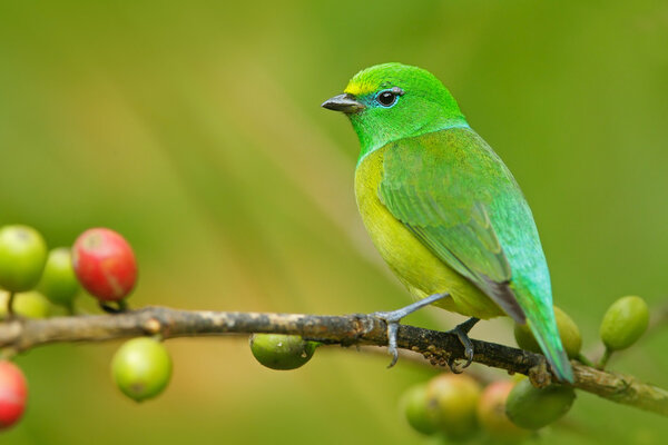 Blue-naped Chlorophonia form Colombia