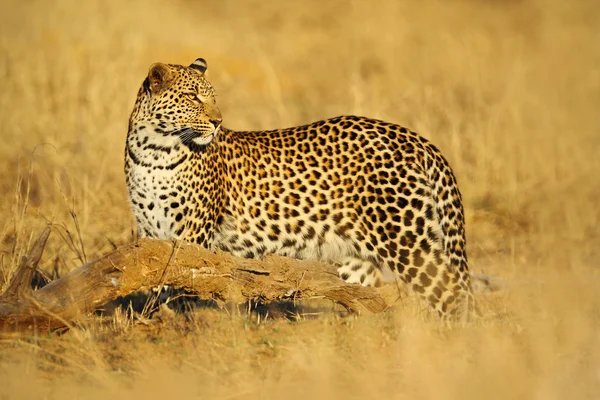 Le léopard africain dans le parc national de Hwange — Photo
