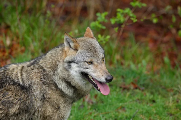 Grijze wolf met stak tong — Stockfoto