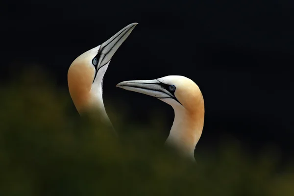 Retrato de par Northern Gannet — Fotografia de Stock