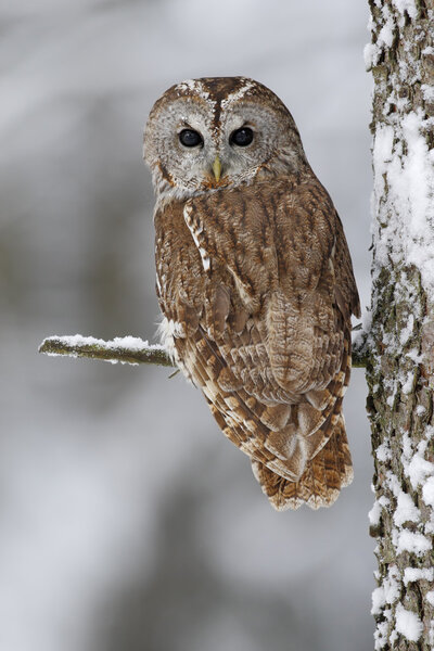 Brown bird Tawny owl