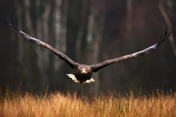 Ansikte flyg havsörn — Stockfoto